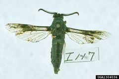 Paranthrene simulans1 by Carroll E. Younce. Used under a CC BY 3.0 license.