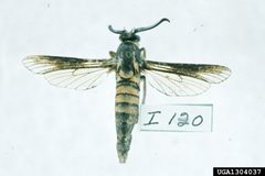 Paranthrene simulans2 by Carroll E. Younce, USDA Agricultural Research Service, Bugwood.org. Used under a CC BY 3.0 us license.