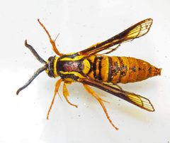 Paranthrene simulans 141480616 by David Dodd. Used under a CC BY 4.0 license.