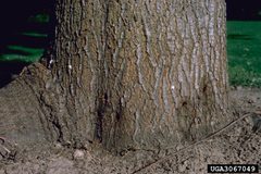 Paranthrene simulans damage by James Solomon. Used under a CC BY 3.0 license.