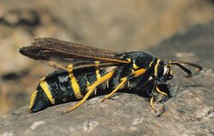 Paranthrene tabaniformis by Gyorgy Csoka, Hungary Forest Research Institute, Hungary. Used under a CC BY 3.0 us license.