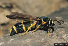 Paranthrene tabaniformis adult2 by Gyorgy Csoka. Used under a CC BY 3.0 license.