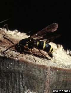 Paranthrene tabaniformis adult3 by Louis-Michel Nageleisen. Used under a CC BY 3.0 license.