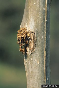 Paranthrene tabaniformis damage by Gyorgy Csoka. Used under a CC BY 3.0 license.