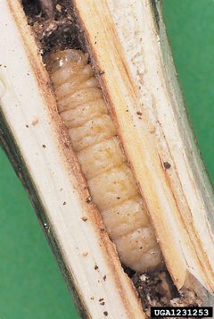 Paranthrene tabaniformis larva by Gyorgy Csoka. Used under a CC BY 3.0 license.