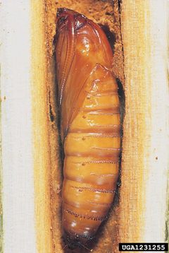 Paranthrene tabaniformis pupa by Gyorgy Csoka. Used under a CC BY 3.0 license.