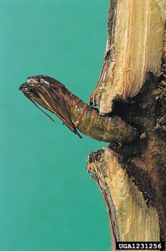 Paranthrene tabaniformis pupa2 by Gyorgy Csoka. Used under a CC BY 3.0 license.