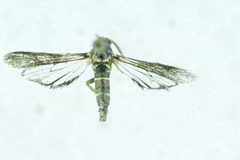 Vitacea polistiformis by Carroll E. Younce, USDA Agricultural Research Service. Used under a CC BY 3.0 us license.