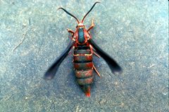 Vitacea polistiformis adult1 by University of Georgia Archive. Used under a CC BY 3.0 us license.