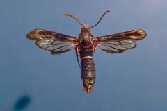 Vitacea polistiformis adult2 by James Solomon, USDA Forest Service. Used under a CC BY 3.0 us license.