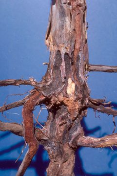 Vitacea polistiformis larva by James Solomon, USDA Forest Service. Used under a CC BY 3.0 us license.