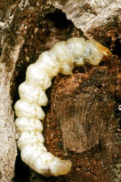 Vitacea polistiformis larva3 by Clemson University - USDA Cooperative Extension Slide Series. Used under a CC BY 3.0 us license.