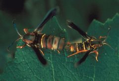 Vitacea polistiformis mating by H C Ellis, University of Georgia. Used under a CC BY 3.0 us license.