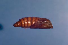 Vitacea polistiformis pupa by James Solomon, USDA Forest Service. Used under a CC BY 3.0 license.