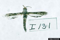 Vitacea scepsiformis by Carroll E. Younce. Used under a CC BY 3.0 license.