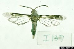 Vitacea scepsiformis1 by Carroll E. Younce. Used under a CC BY 3.0 license.