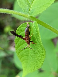 Vitacea scepsiformis 192990408 by Nonbinary-Naturalist. Used under a CC0 license.