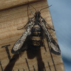 Zenodoxus canescens female1 by JerryFriedman. Used under a CC BY-SA 3.0 license.