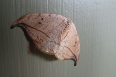 Drepana arcuata by Michael Hodge. Used under a CC BY 2.0 license.