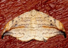 Drepana arcuata 01 by CBG Photography Group, Centre for Biodiversity Genomics. Used under a CC0 license.