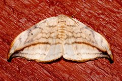 Drepana arcuata 02 by CBG Photography Group, Centre for Biodiversity Genomics. Used under a CC0 license.