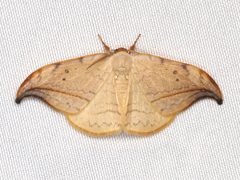 Drepana arcuata 305620787 by Zygy. Used under a CC0 license.
