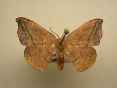 Oreta rosea by JB Sullivan, Research Collection of J. B. Sullivan. Used under a Public domain license.