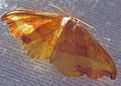 Oreta rosea 1 by Jacy Lucier. Used under a CC BY-SA 4.0 license.