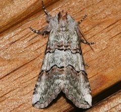 Ceranemota fasciata 01 by CBG Photography Group, Centre for Biodiversity Genomics. Used under a CC0 license.