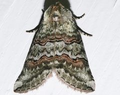 Ceranemota fasciata 02 by CBG Photography Group, Centre for Biodiversity Genomics. Used under a CC0 license.