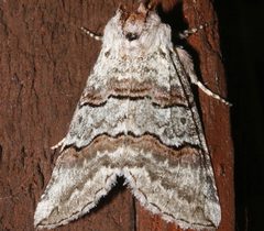Ceranemota fasciata 03 by CBG Photography Group, Centre for Biodiversity Genomics. Used under a CC0 license.