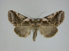 Habrosyne gloriosa by Canadian National Collection of Insects, Arachnids and Nematodes. Used under a CC BY-SA 3.0 license.