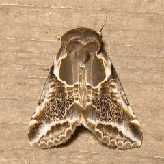 Habrosyne scripta by Mike Boone. Used under a CC BY-SA 2.5 license.