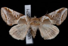 Habrosyne scripta1 by Jeremy deWaard, University of British Columbia. Used under a CC BY 3.0 license.