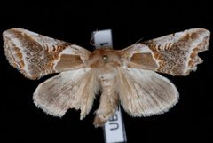Habrosyne scripta2 by Jeremy deWaard, University of British Columbia. Used under a CC BY 3.0 license.