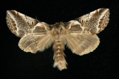 Habrosyne scripta3 by CBG Photography Group, Centre for Biodiversity Genomics. Used under a CC0 license.