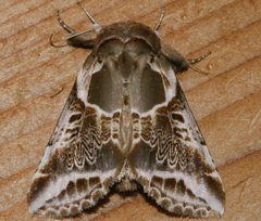 Habrosyne scripta 01 by CBG Photography Group, Centre for Biodiversity Genomics. Used under a CC0 license.