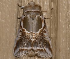 Habrosyne scripta 02 by CBG Photography Group, Centre for Biodiversity Genomics. Used under a CC0 license.
