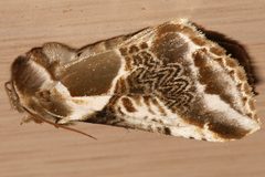 Habrosyne scripta 03 by CBG Photography Group, Centre for Biodiversity Genomics. Used under a CC0 license.
