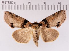Pseudothyatira cymatophoroides by Doctorkilmer. Used under a Public domain license.