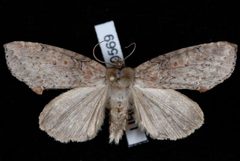 Pseudothyatira cymatophoroides1 by Jeremy deWaard, University of British Columbia. Used under a CC BY 3.0 license.