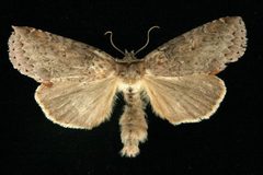 Pseudothyatira cymatophoroides2 by CBG Photography Group, Centre for Biodiversity Genomics. Used under a CC0 license.