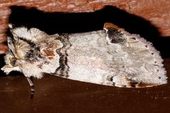 Pseudothyatira cymatophoroides3 by CBG Photography Group, Centre for Biodiversity Genomics. Used under a CC0 license.