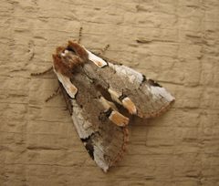 Euthyatira lorata 5573.f.w.wiki by Beatriz Moisset. Used under a CC BY-SA 3.0 license.