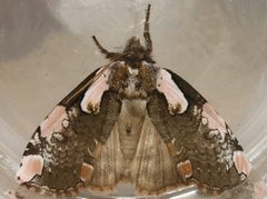 Euthyatira pudens by CBG Photography Group, Centre for Biodiversity Genomics. Used under a CC0 license.