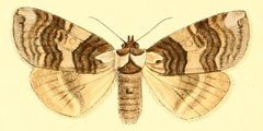 Illustratedessay00grot 0078 Euthyatira semicircularis by Arthur Hodson Searle
. Used under a Public domain license.