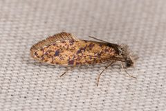 Dyseriocrania auricyanea by Chloe and Trevor Van Loon. Used under a CC BY 4.0 license.