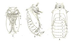 Micropterygid pupae by Edna Mosher. Used under a Public domain license.
