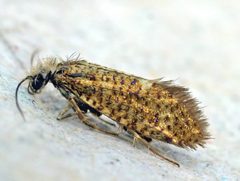 Eriocrania semipurpurella01 by wikipedia. Used under a Attribution license.