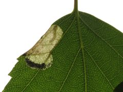 Eriocrania semipurpurella mine1 by Donald Hobern. Used under a CC BY 2.0 license.